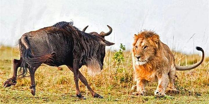 弱者反击:实力悬殊如何在比赛中打破?的简单介绍 弱者反击:实力悬殊如何在比赛中打破?的简单介绍