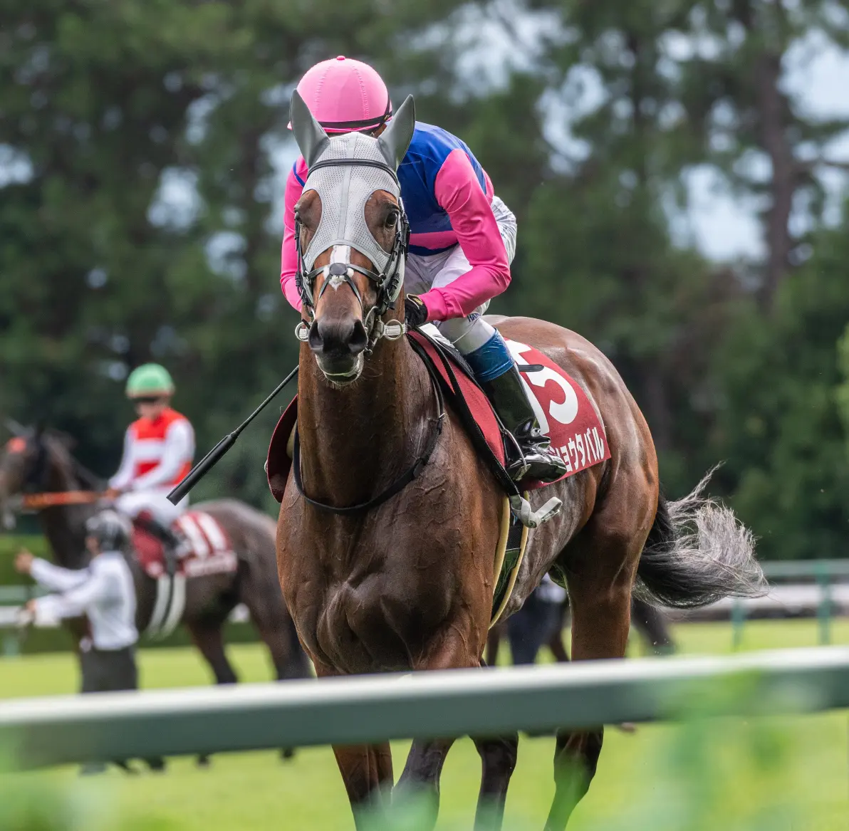 开云体育-关于马术项目：意大利名将勇夺冠军的信息