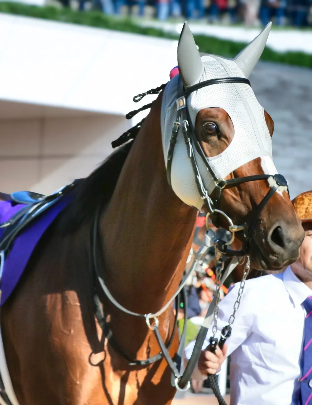 关于马术项目：意大利名将勇夺冠军的信息